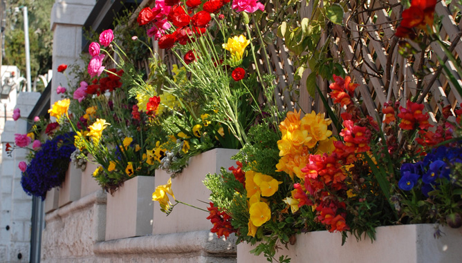 planting bulbs and seasonal flowers in garden boxes to create diversity and interest during winter