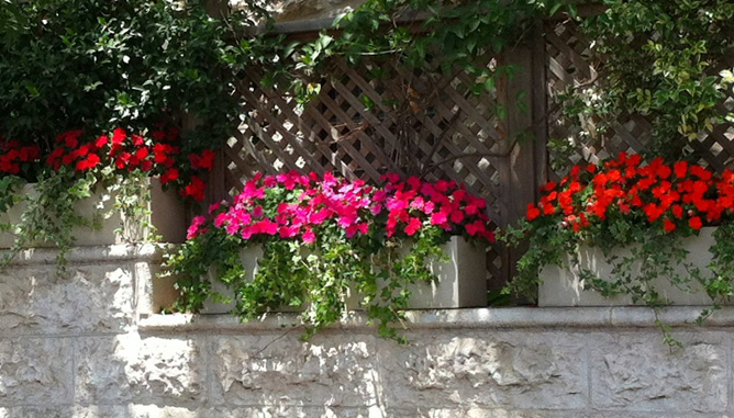 summer planting in hedgerow boxes