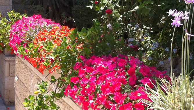 Garden boxes at building's front entrance