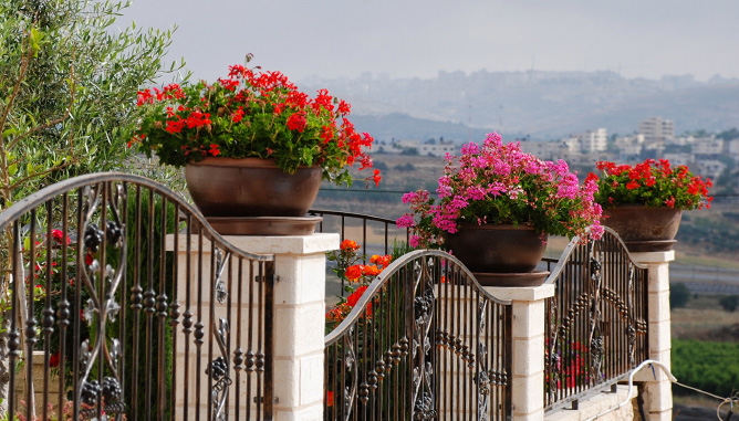 Creating rhythm by repetitive shades of flower blooms