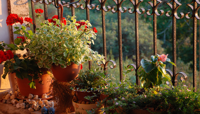 Simple, minimal and magical gardening on small patio