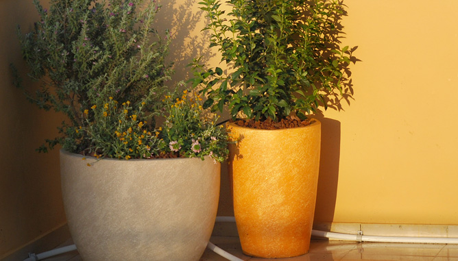 Planting in designed concrete pots – with matching color shades to wall