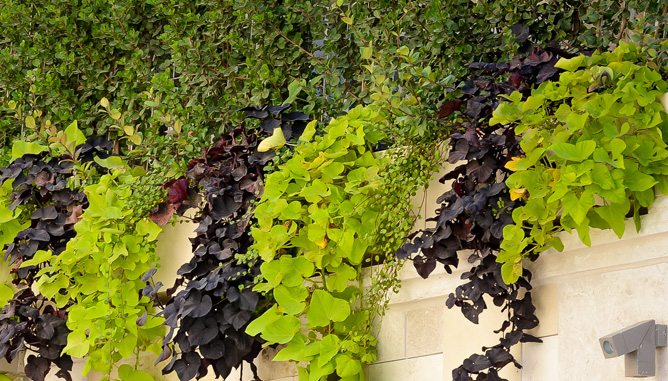 Hedge to conceal house from street