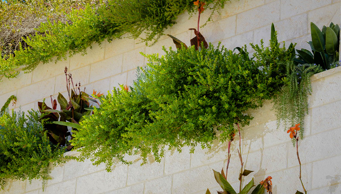 Overhanging plants from hung terraces