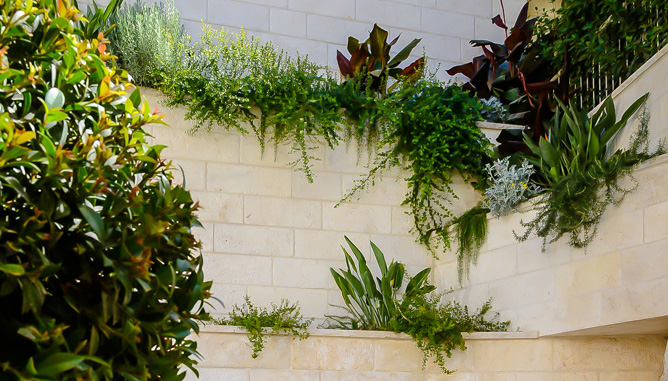 Overhanging plants from hung terraces