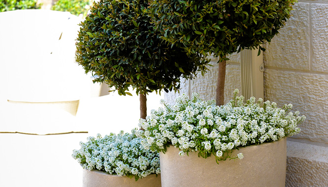 Plants in pots