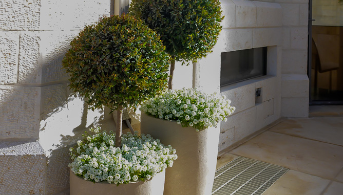 Designed plants on tree trunk, plants in pots