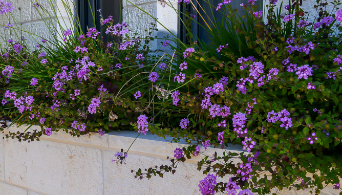 Villa in Efrat 15