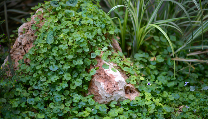 Planting in rocks