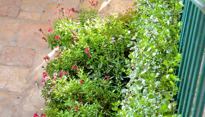 Planting in garden boxes and pots at patio borders to create green, blooming envelope, leaving a clear paved area