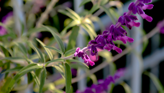 Planting in garden boxes and pots at patio borders to create green, blooming envelope, leaving a clear paved area