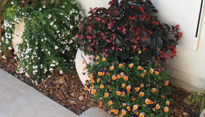 Planting in pots upon pebbles