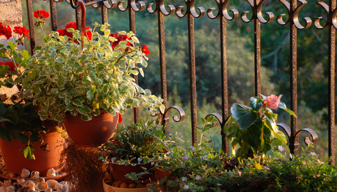 sitting corner enveloped in roof-top vegetation