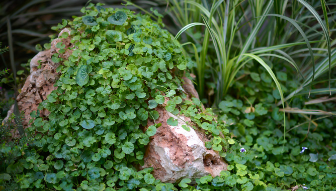 Planting in rocks