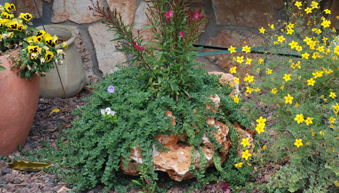 Planting in rocks