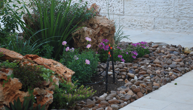 Rocks as backdrop to plants