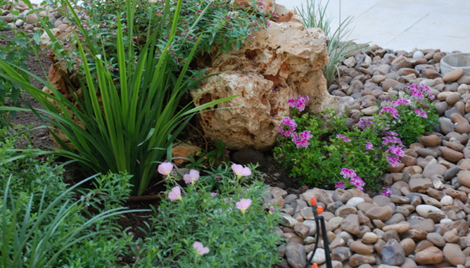 Rocks as backdrop to plants