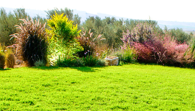Natural vegetation at lawn borders