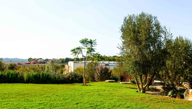 olive trees and herb bushes around lawn