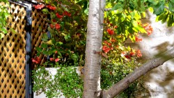 patio_nahalaot_668X381_08