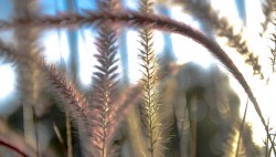 patio_nahalaot_668X381_11