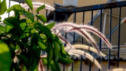 patio_nahalaot_668X381_12