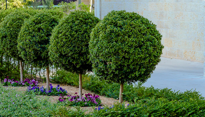 Designed plants on tree stump to create formal look