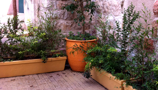 שתילה באדניות וכדים בשולי הפטיו ליצירת מעטפת פורחת וירוקה והשארת המרחב המרוצף פנוי